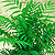 palms neanthe bella @ ApopkaFoliage.com