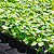 seed seedlings @ ApopkaFoliage.com