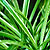 chlorophytum spider plant @ ApopkaFoliage.com