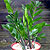 zz plants @ ApopkaFoliage.com