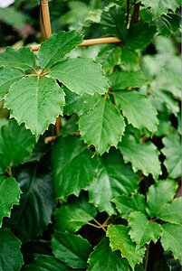 Cissus or Grape Ivy
