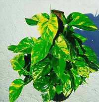Epipremnum Pothos