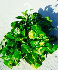 Epipremnum Pothos