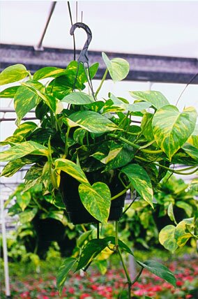 Epipremnum Golden Pothos