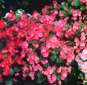 Annuals and Bedding Plants