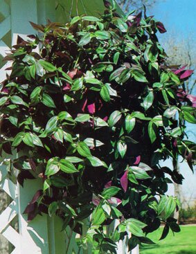 Dieffenbachia