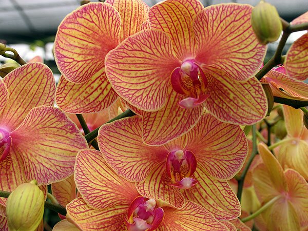Orchids - tropical epiphytic orchids
