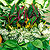assortments assorted foliage plants @ ApopkaFoliage.com