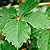 cissus grape ivy oak ivy @ ApopkaFoliage.com