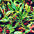 codiaeum croton plant @ ApopkaFoliage.com
