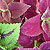 coleus color @ ApopkaFoliage.com