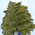 cut foliage leatherleaf ferns @ ApopkaFoliage.com