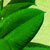 ficus rubber plants @ ApopkaFoliage.com