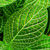 fittonia nerve plant @ ApopkaFoliage.com