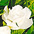 gardenia fragrant @ ApopkaFoliage.com