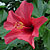 hibiscus hawaiian @ ApopkaFoliage.com