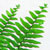 ferns nephrolepis @ ApopkaFoliage.com