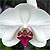 Orchids Phalaenopsis Vanda Oncidium Cattleya @ ApopkaFoliage.com