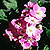 african violets saintpaulia @ ApopkaFoliage.com