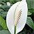 spathiphyllum peace lily @ ApopkaFoliage.com