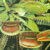 carnivorous plants venus flytrap sarracenia @ ApopkaFoliage.com