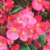 annual flowering plants @ ApopkaFoliage.com